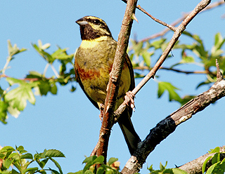 Emberiza cirlus